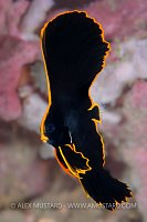 Juvenile Pinnate Batfish, Indonesia