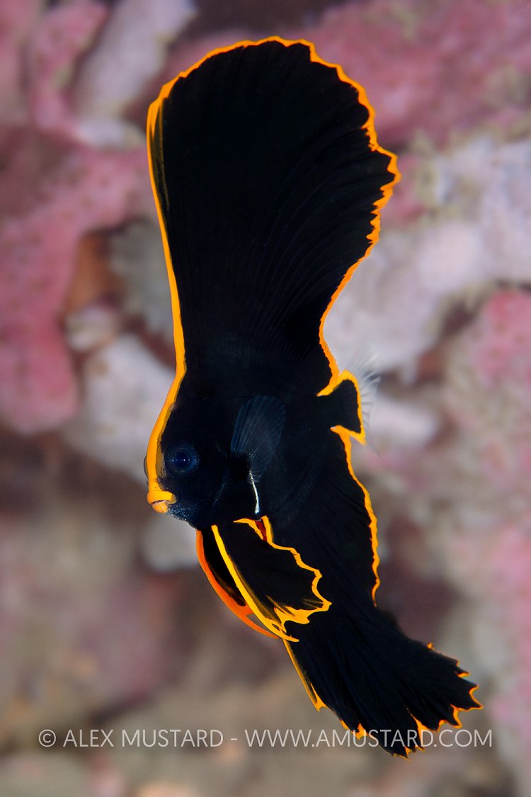 Juvenile Pinnate Batfish, Indonesia
