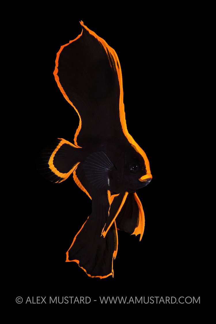 Juvenile Pinnate Batfish, Indonesia