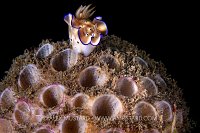 Nudibranch On Sponge, Indonesia
