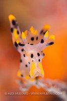 Nudibranch Portrait, Indonesia