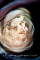 Warts And All, Indonesia