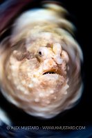 Warts And All, Indonesia