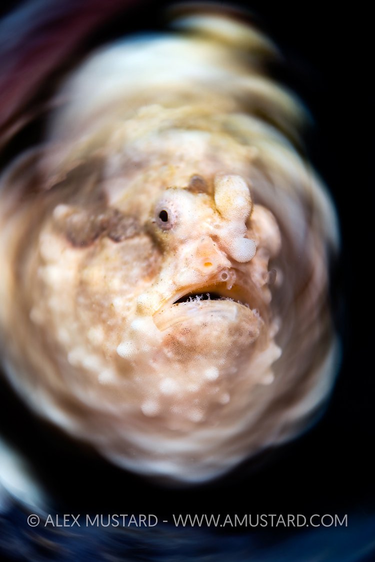 Warts And All, Indonesia