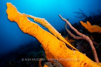 Saw Blade Shrimp On Sponge, Indonesia