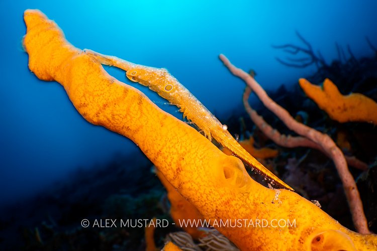 Saw Blade Shrimp On Sponge, Indonesia