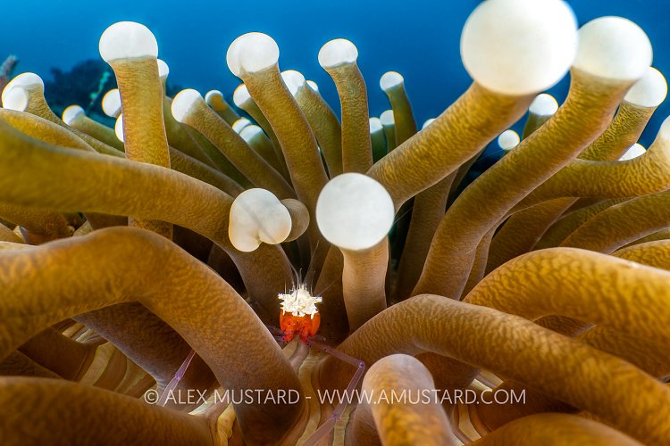 Mushroom Coral Shrimp In Tentacles, Indonesia