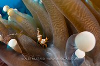 Sexy Shrimp In Mushroom Coral, Indonesia