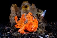 Painted Frogfish Fishing, Indonesia