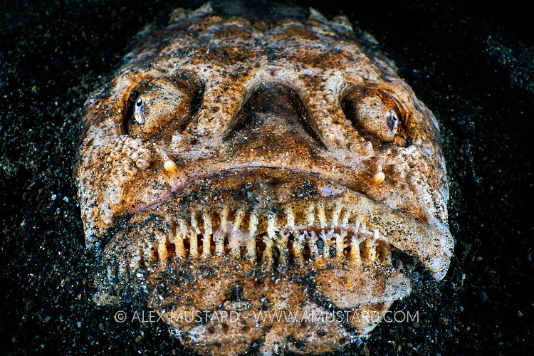 Stargazer Face, Indonesia