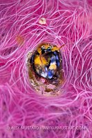Coral Hermit Crab In Sponge, Indonesia
