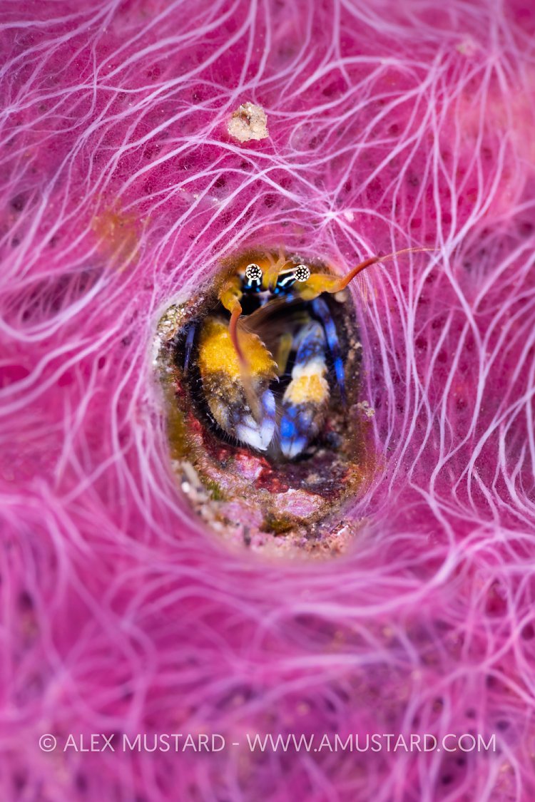 Coral Hermit Crab In Sponge, Indonesia