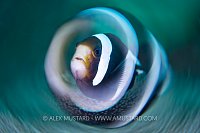Anemonefish Vortex, Indonesia