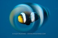 Clownfish Supernova! Indonesia