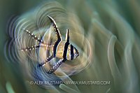 Banggai Cardinalfish Blur, Indonesia
