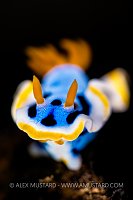 Nudibranch Portrait, Indonesia