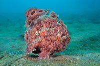 Painted Frogfish On The Move, Indonesia