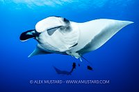 Oceanic Manta, Mexico