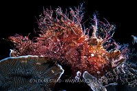 Backlit Rhinopias, Philippines