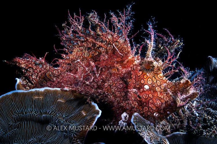 Backlit Rhinopias, Philippines