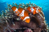 Anemonefish In Anemone, Philippines