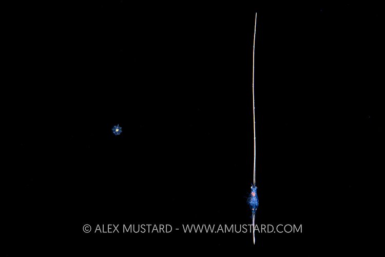 Crab On A Stick, Philippines