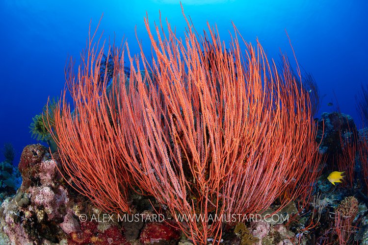 Sea Whips On Blue, Papua New Guinea