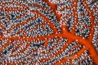 Sea Fan Details, PNG