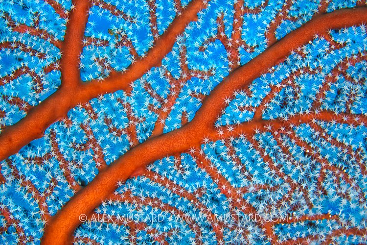 Sea Fan Details, PNG