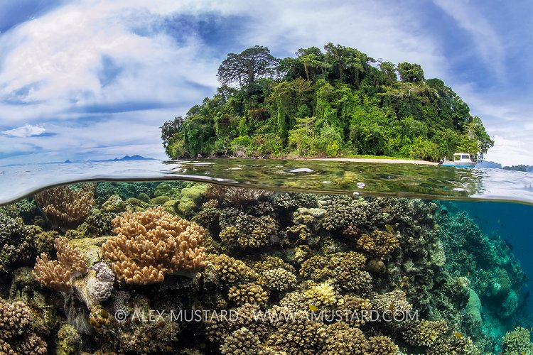 Restorf Island Reef, PNG