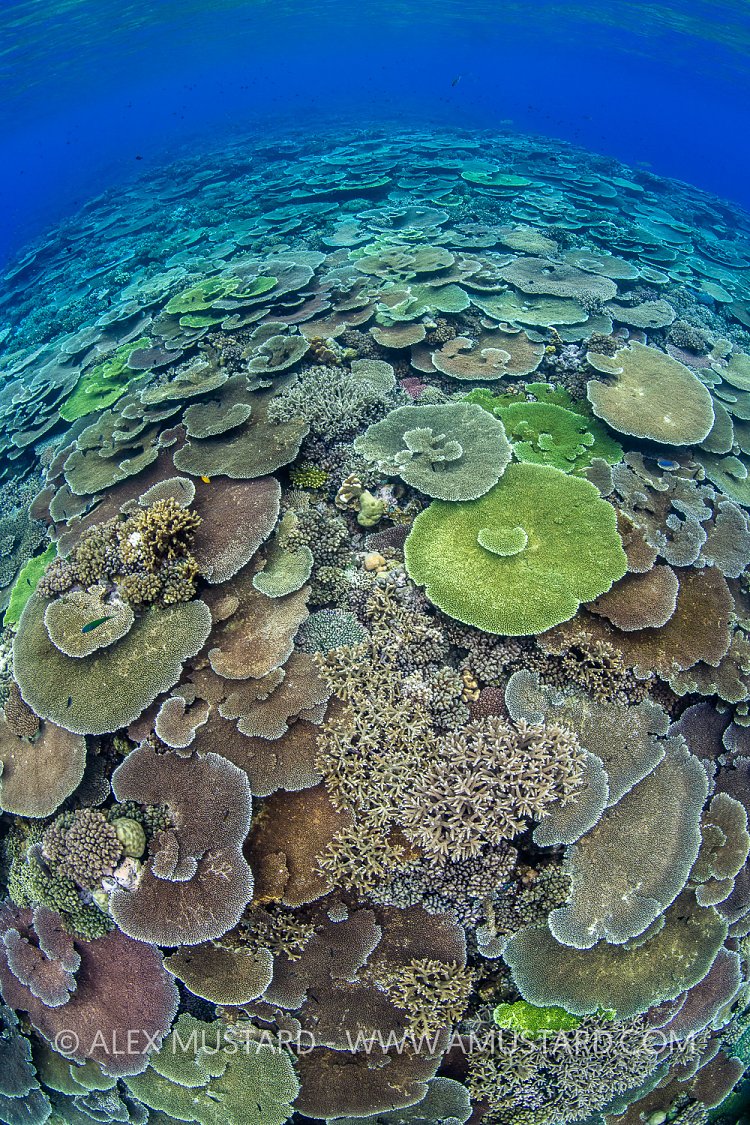 Coral Cover, PNG