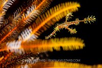 Disappearing Ghost, PNG