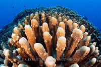 Hard Coral Garden, PNG