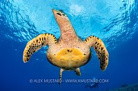 Turtle Portrait, PNG