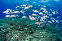 Trevallies Travelling, PNG