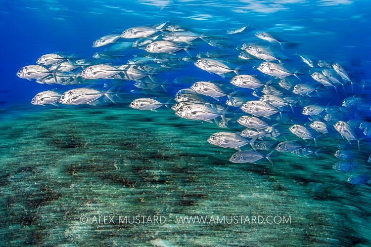 Trevallies Travelling, PNG