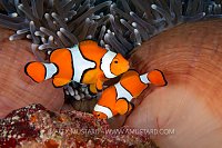 Clownfish Cleaning Nest, PNG