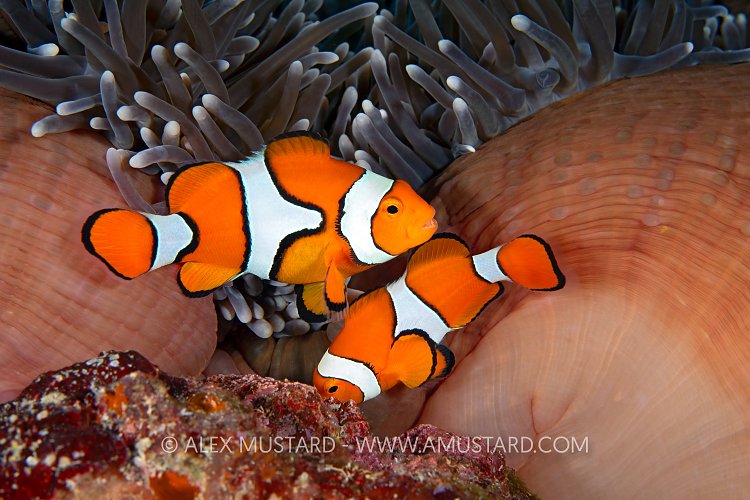 Clownfish Cleaning Nest, PNG