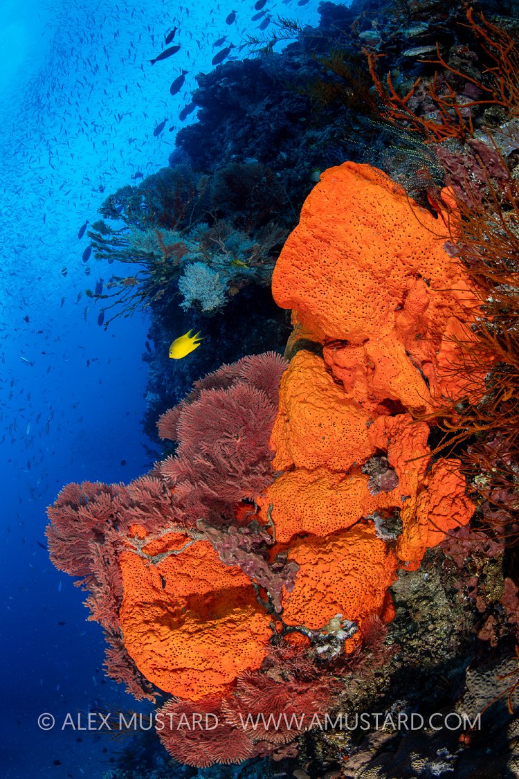 Colourful Reef Scene, PNG