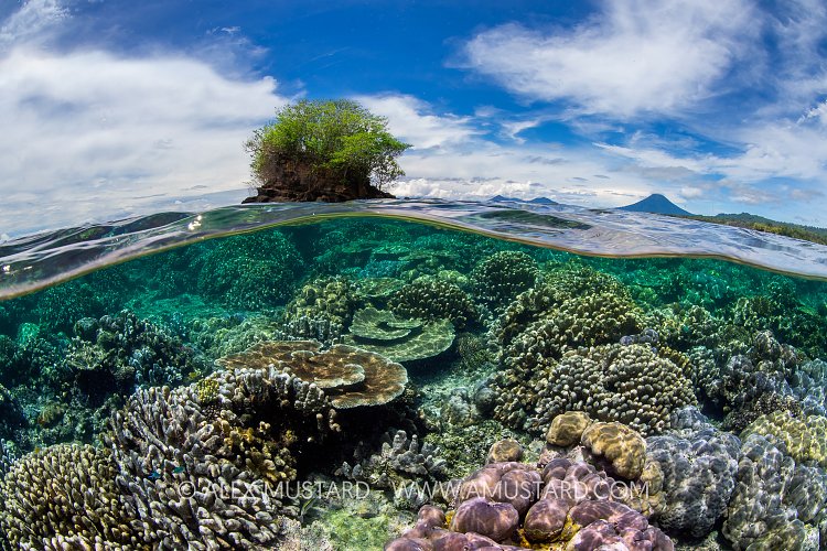 Tiny Island And Corals, PNG