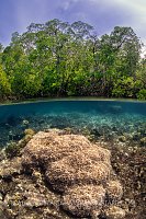 Corals Beneath Mangrove Trees, Indonesia
