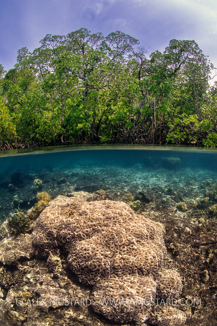 Corals Beneath Mangrove Trees, Indonesia