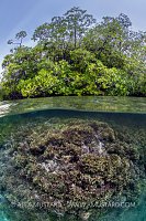 Corals Beneath Mangrove Trees, Indonesia