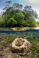 Corals Beneath Mangrove Trees, Indonesia