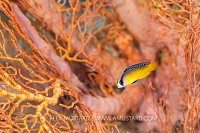 Dottyback Fan, Indonesia