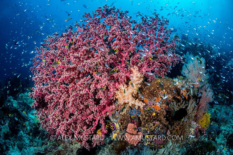 Colourful Gorgonian, Indonesia