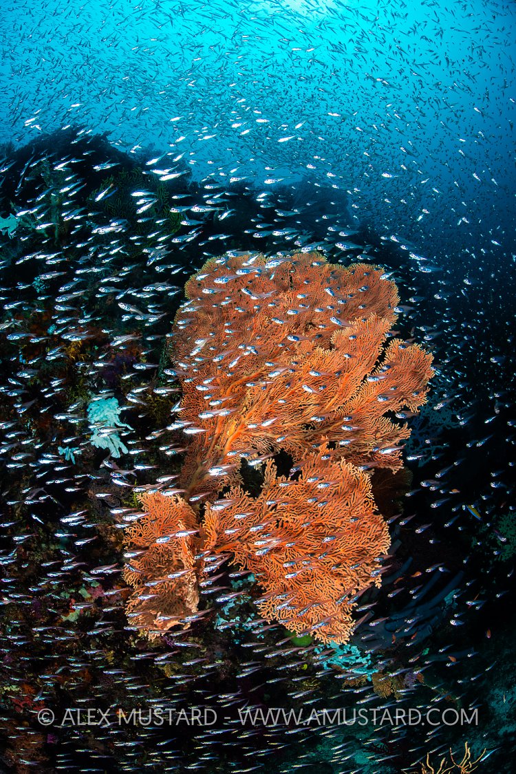 Sea Fan And Bait Fish, Indonesia