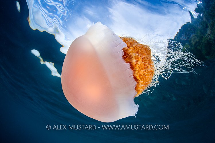 Jellyfish At The Surface, Indonesia