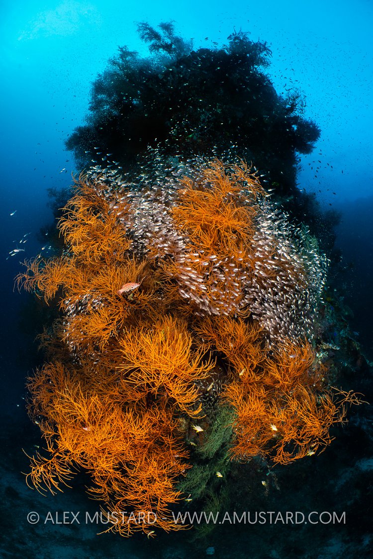 Coral Pinnacle, Indonesia
