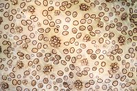 Sea Squirt Close Up, Indonesia